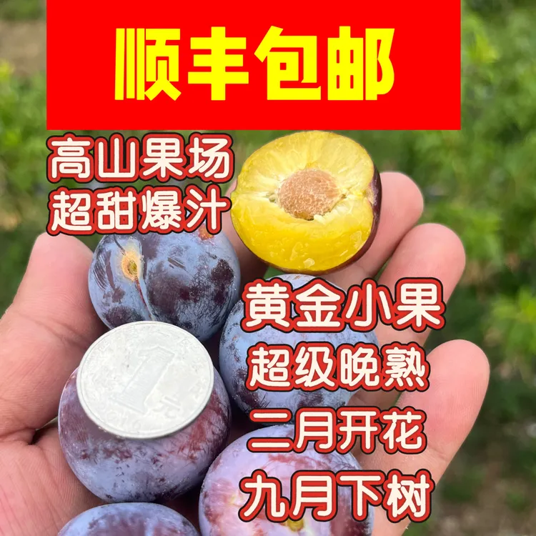 正宗古蔺三道水脆红李（波大助农团）四川脆红李新鲜采摘脆甜化渣