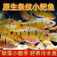 原生态冷水条纹小鲃鱼淡水小溪鱼好养耐活观赏鱼