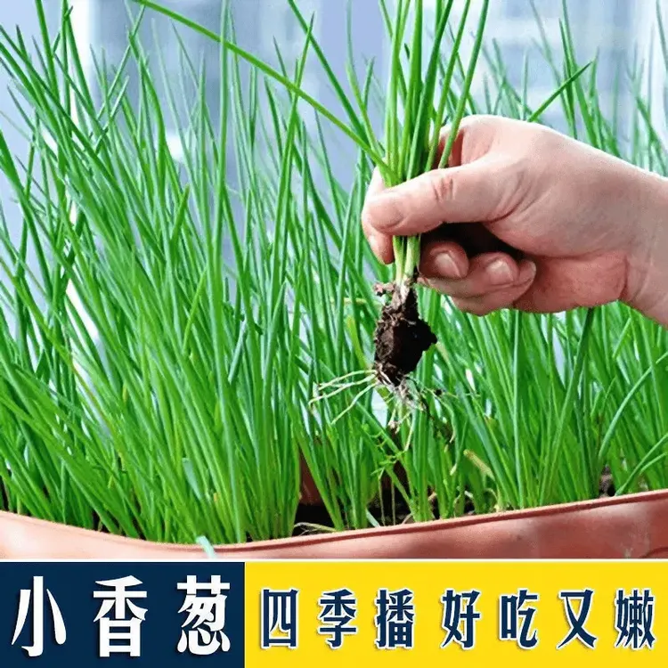 四季小香葱籽生长四季易种小葱生长阳台育苗盆栽葱种植家庭菜种植