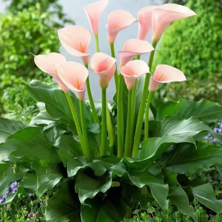 粉色马蹄莲火烈鸟、可地栽、盆栽、水培、阳台、庭院