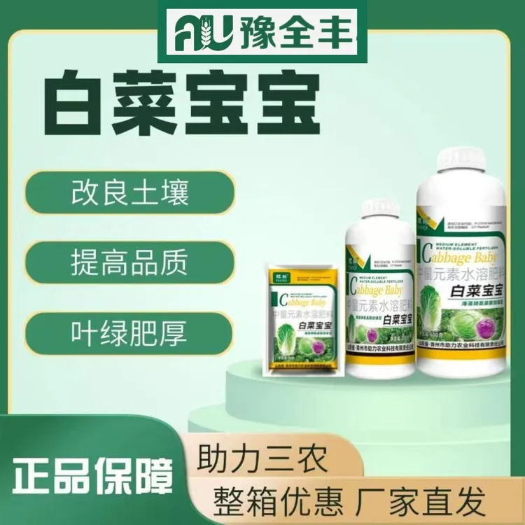 【豫全丰】白菜宝宝大白菜甘蓝加速包心叶片厚实不脱帮烂心提早上市