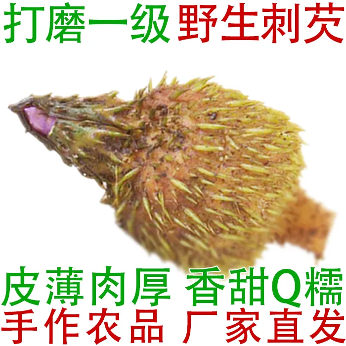 野生刺芡 25年新鲜带壳鸡头果芡实 打磨一级果10-11mm鸡头米特产