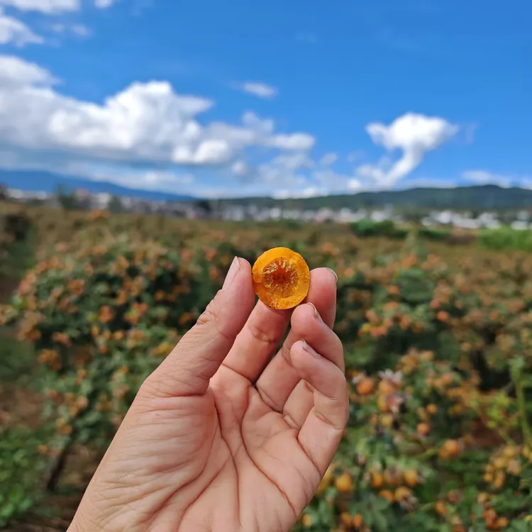 云南大理高海拔自家种植金刺梨鲜果 树熟 现摘现发 富含SOD