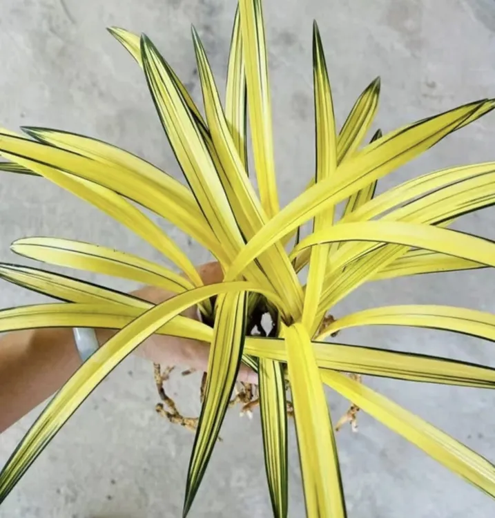 南阳之松墨兰花艺双全黄金中透艺草名贵兰花苗办公室高端花卉盆栽