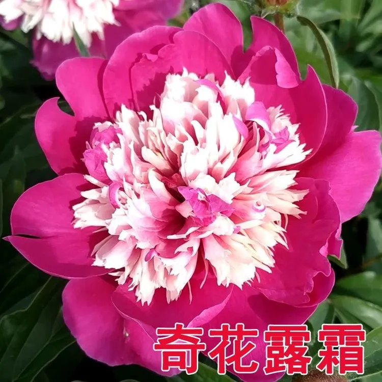 芍药【奇花露霜】山东菏泽正宗观赏芍药花苗 可地栽盆栽 （拍5送1）