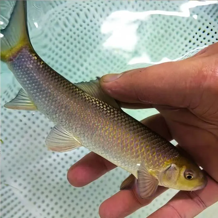 优质青龙棒鱼川华鲮鱼沉香鱼观赏渔淡水鱼渔场直发