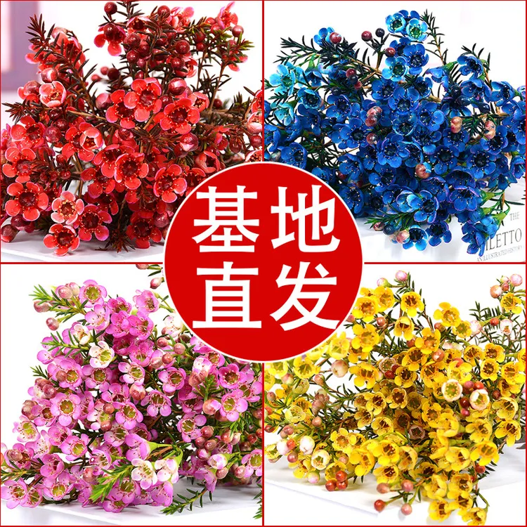 澳洲腊梅鲜花花束客厅摆设云南基地直发水养插花鲜切花摆件年宵花