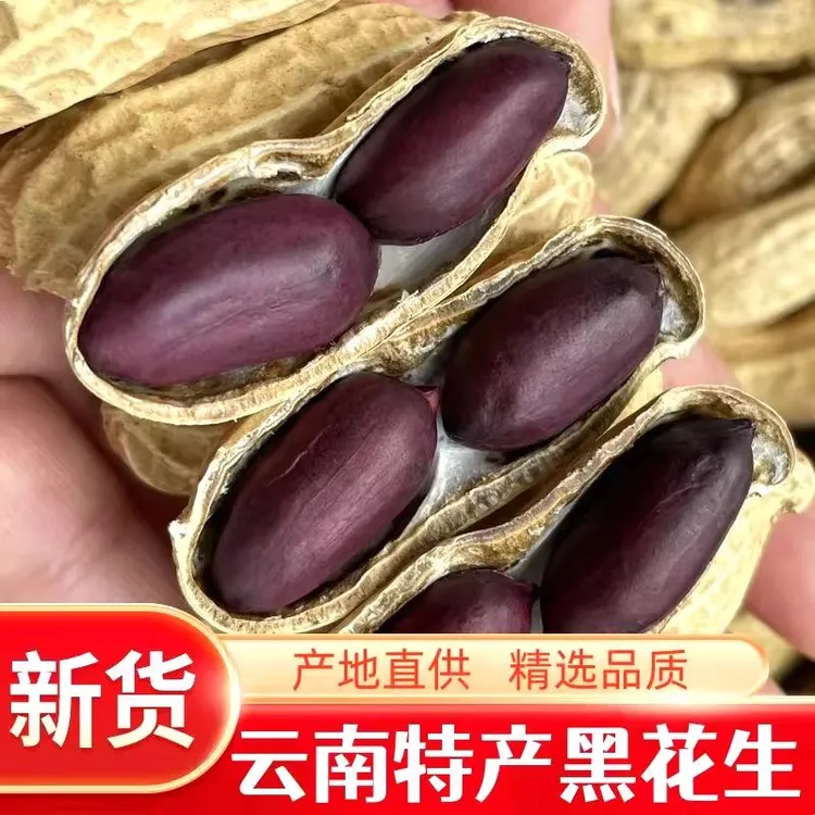 2025云南富硒黑花生农家自种带壳大粒黑花生种子黑皮紫皮晒干花生
