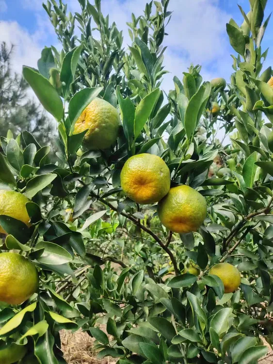 正宗永春芦柑【永春特产】