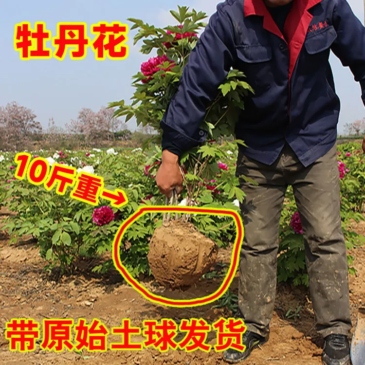 牡丹花树苗带盆带土洛阳正宗带花苞牧丹花种耐寒花卉盆栽牡丹花苗