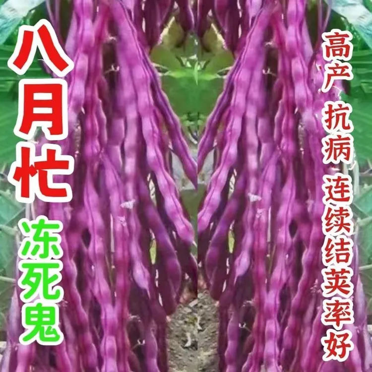 新{}八月忙豆角衶高产无筋冻不死紫皮四季豆角夏季耐高温油豆