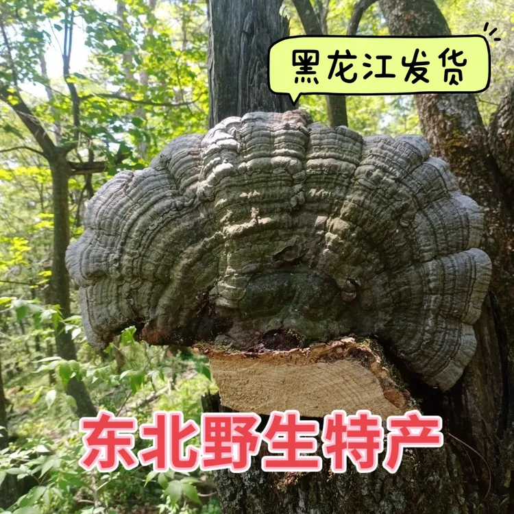 东北野生菌 树舌平盖青芝 整颗包邮可作摆件 老牛干野生菌 包邮