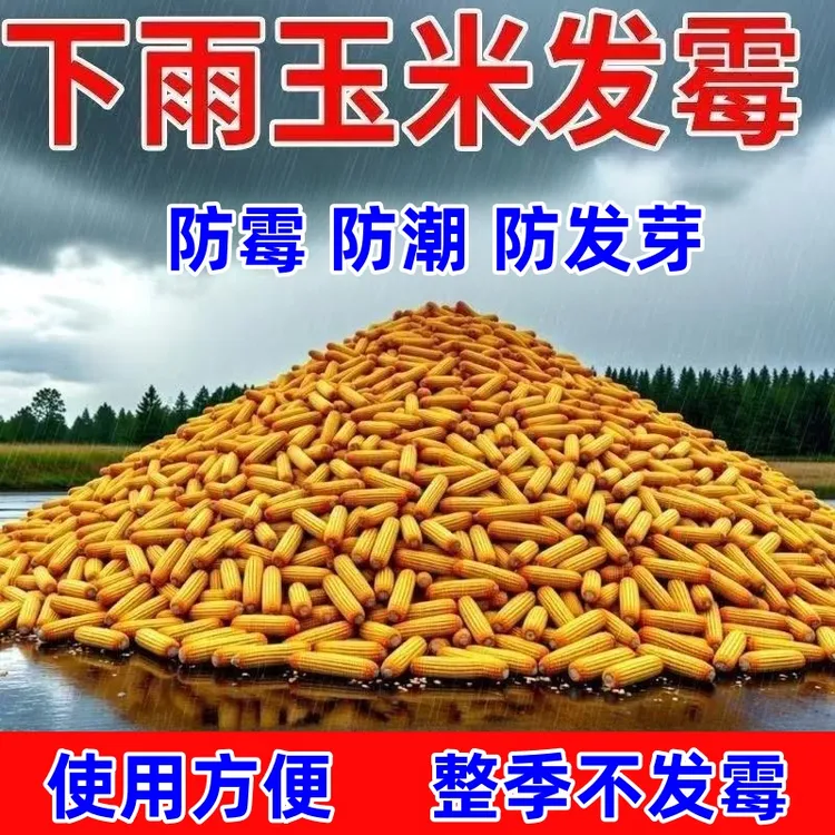 雨季玉米防霉腐烂叶面肥有效解决方案