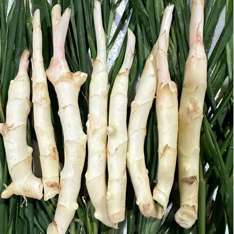 【顺丰包邮】嫩姜芽现挖现发脆无丝单根醋泡姜