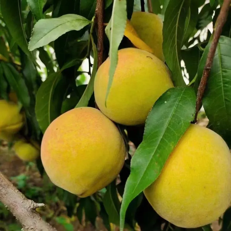 【荆果果】正宗湖北三湖锦绣黄桃现摘现发9斤装顺丰包邮