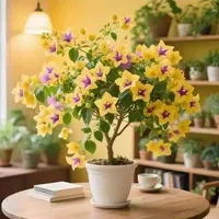 【新品】三角梅树苗老桩盆栽四季开花耐寒耐旱好养活花卉绿植庭院