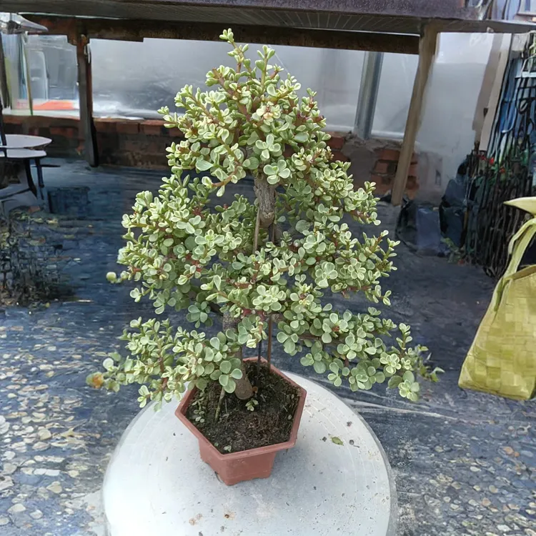 雅乐之舞大游龙造型（包邮，偏远地区不包邮）绿植金枝玉叶