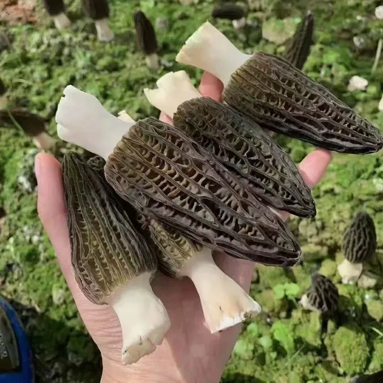 云南新鲜羊肚菌现摘现发