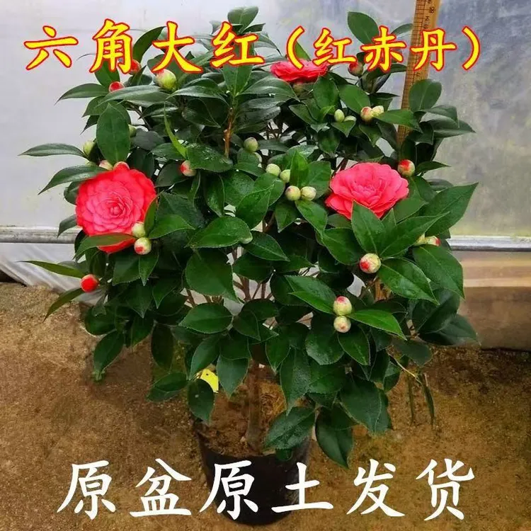 80-100带花苞红茶花盆栽花苗室内易养山茶五色赤丹带花苞四季绽