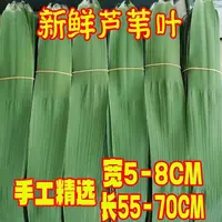 正宗端午节包粽子专用新鲜芦苇叶粽子现摘野生特大号老式粽叶清香