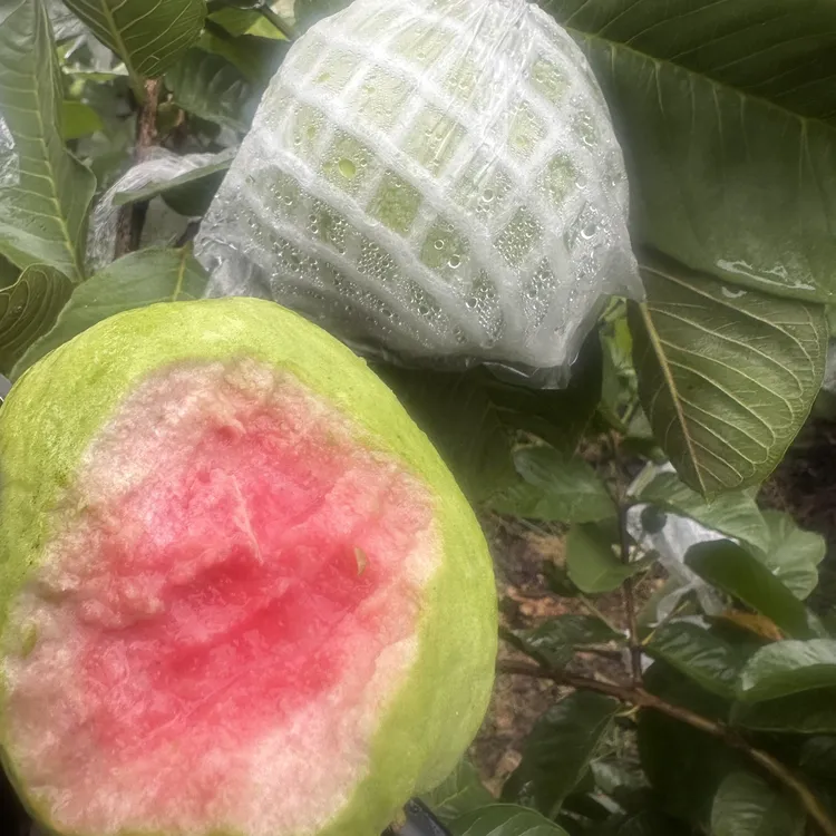 云南优质番石榴红心红宝石芭乐都是阳光的味道水果