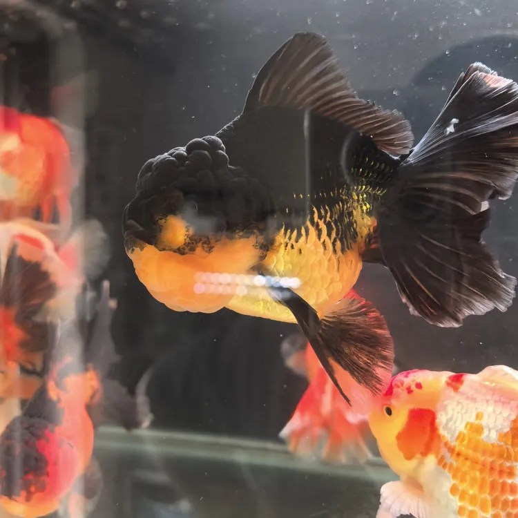 精品百褶泰狮，精品兰寿，直播挑鱼