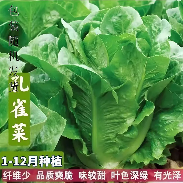 孔雀菜种籽生吃脆甜高营养直立生菜春秋播种沙拉蔬菜lz