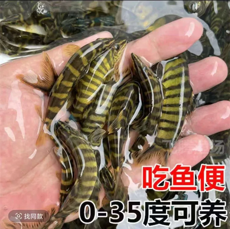 壮体沙鳅 冷水鱼 原生鱼 清洁工具鱼 吃残渣 粪便 皮实 好养