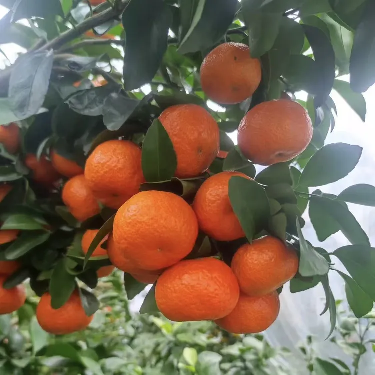 沙糖桔树苗地栽盆栽南方北方种植橘子树苗柑桔果树果苗嫁接砂糖橘