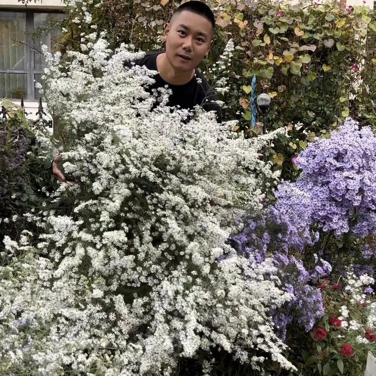 【麻豆花园专属】美洲柳叶白菀 多年生宿根耐寒/秋天爆花机器