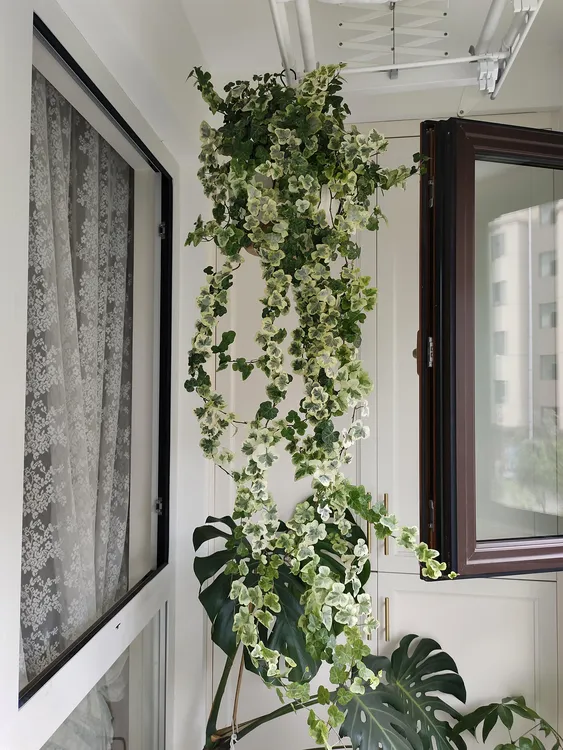 雪莹常春藤挂墙爬藤绿植盆栽室内高级感垂盆草花卉绿植网红植物
