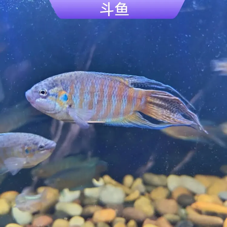 中国巨普蓝叉活体混养淡水耐活斗鱼活鱼包邮菩萨鱼观赏鱼冷水鱼