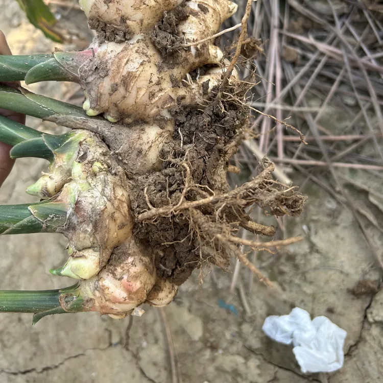 （顺丰）南沙产地直发现挖食用嫩姜新姜可做泡姜醋姜