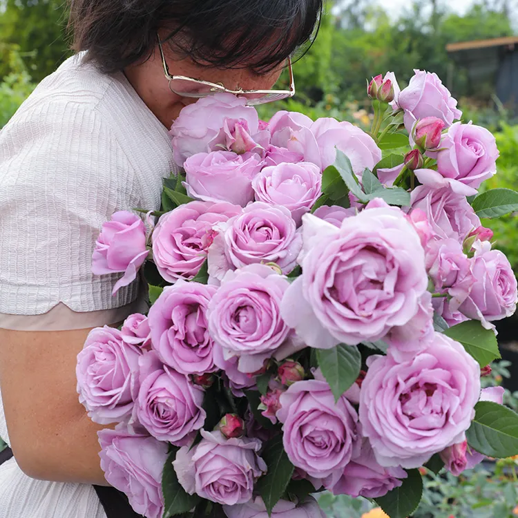 一物一拍 月季直播拍苗