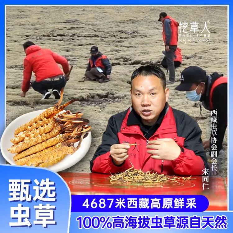 挖草人【1.8万+好评】正宗直采品质虫草高海拔雪山头期虫草泡酒材料