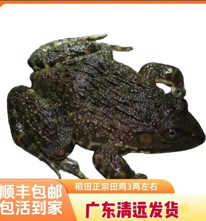 【5斤精品大蛙】 生态仿野散养稻田蛙公母田鸡 4.7斤-5斤  顺丰包邮