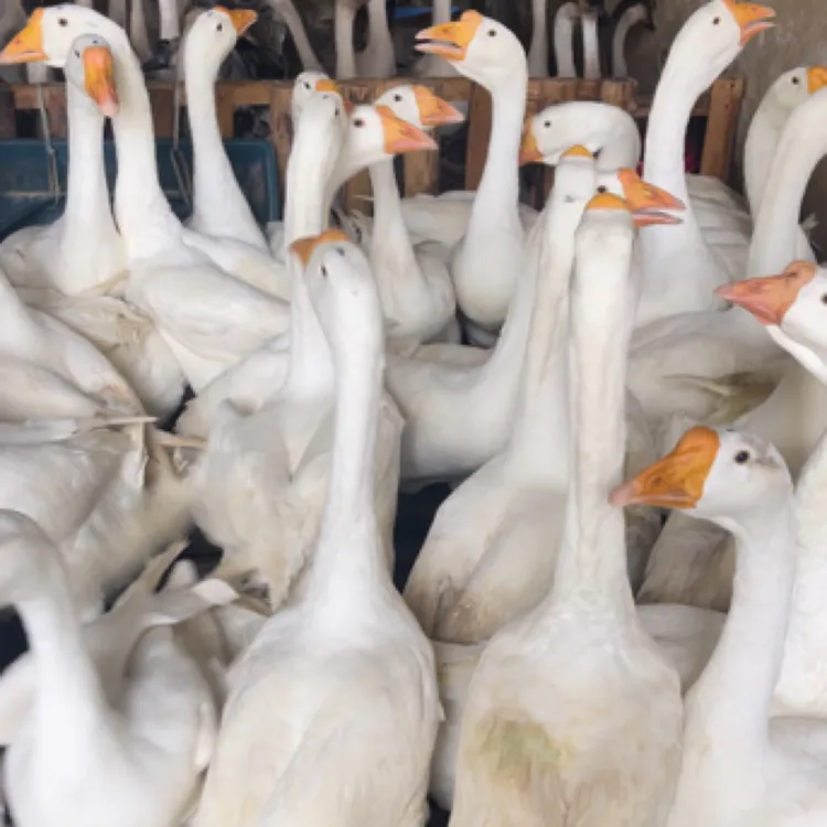 正宗马岗黑鹅  大白鹅 碌鹅 鹅肉 送内脏 包邮