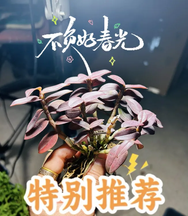 雁荡山三号迷你型半露天仿野小苗盆栽正宗可食用新手栽种基地直销