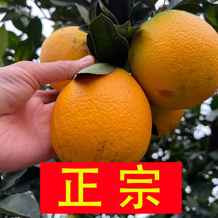 【10斤装】正宗赣南脐橙果径60~95mm生态果新鲜果赣南赣州产地直发