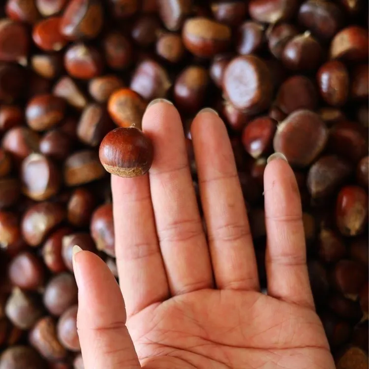 沂蒙山老树油栗小毛栗薄皮黄心脆甜粉糯香甜好剥皮只卖老树非杂交