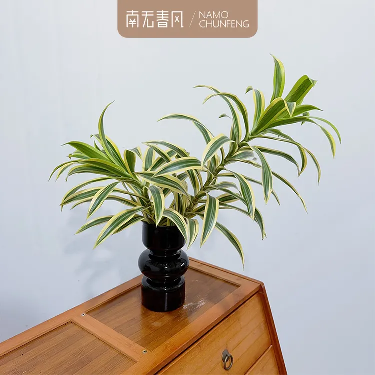 【金边百合竹】水培植物室内四季常青好养客厅办公室桌面花卉绿植