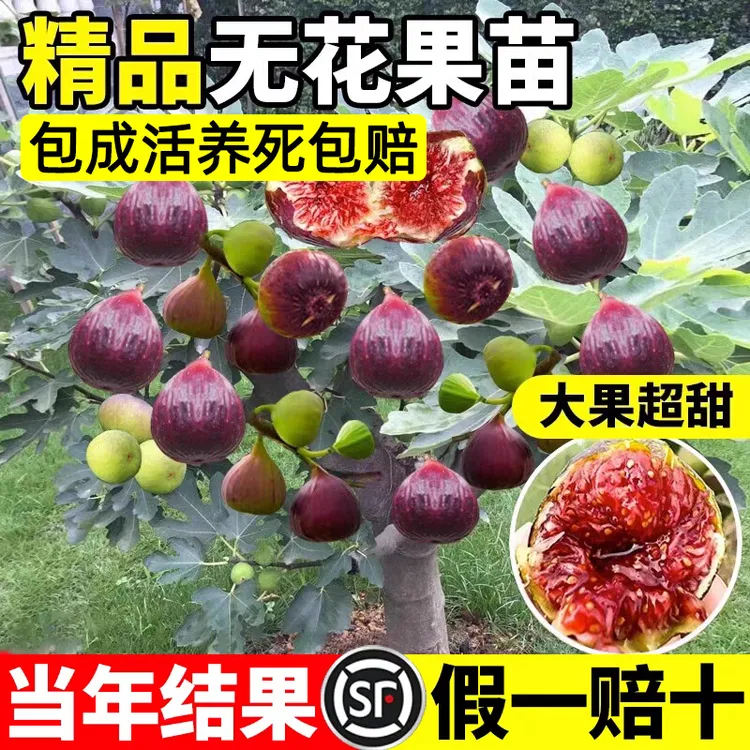 无花果树果苗特大果盆栽树苗南方北方矮化老桩波姬红庭院四季果树