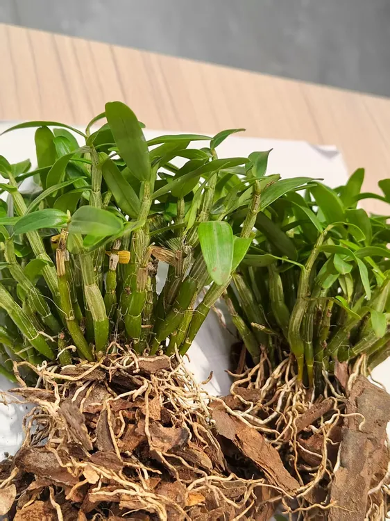 优选霍山米斛苗盆栽花卉苗养植枫斗苗鲜条绿植