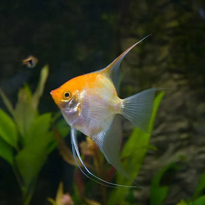 自家繁殖各种神仙鱼伊莎贝尔雪燕红魔金顶皮实彩虹耐脏群游观赏鱼