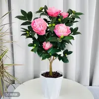 带花苞浓香型香妃茶花盆栽室内外好养耐寒耐热还送花盆
