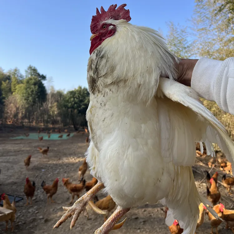 农场直发活宠物鸡白公鸡白母鸡