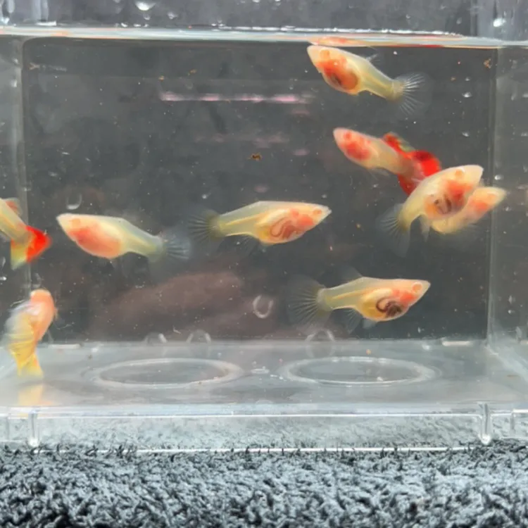 白子孔雀鱼三公六母