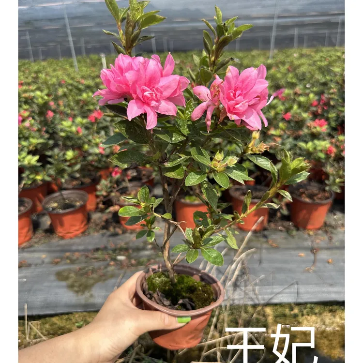 四季杜鹃【小杯两颗装】 基地直发 好养易活 原盆原土