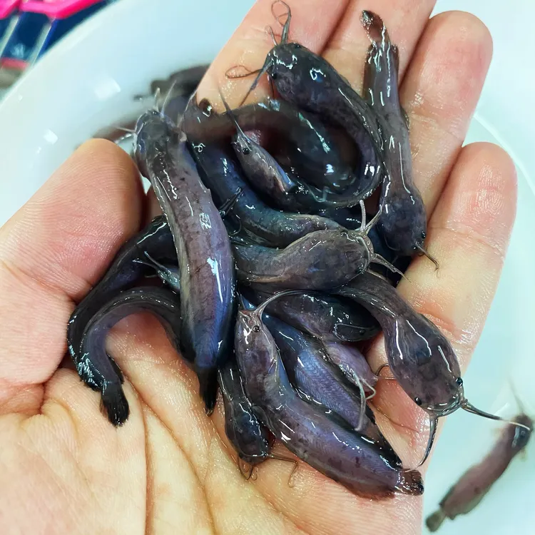 广东佛山 塘角鱼塘鲺鱼 本地塘鲺鱼 鲶鱼 淡水水生活体宠物