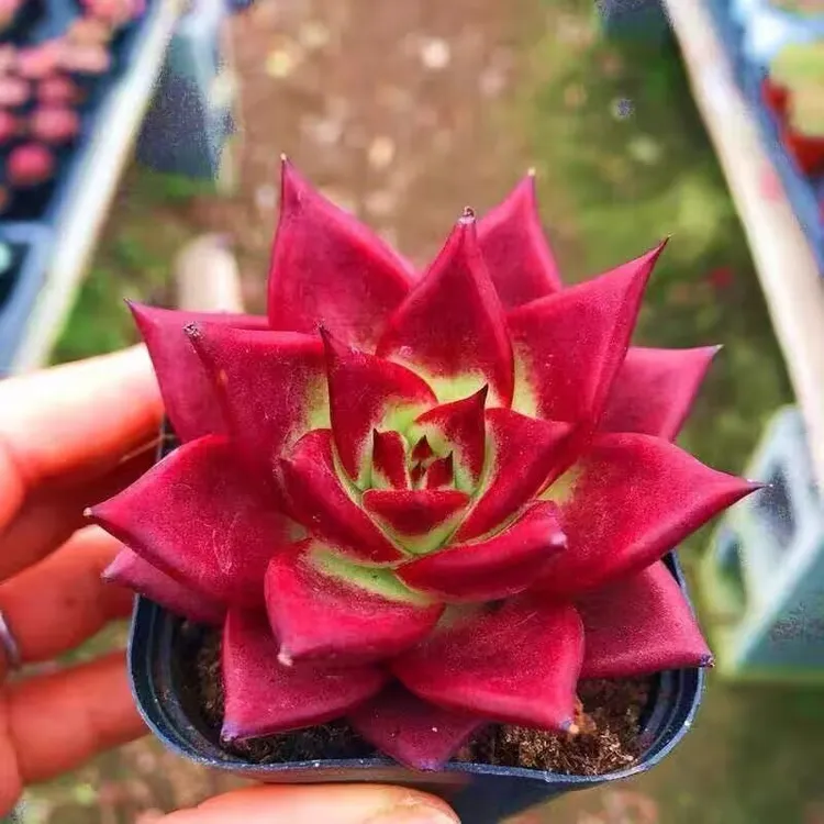 多肉植物红罗宾花卉盆栽旺宅花草室内阳台绿植新手懒人好养防辐射